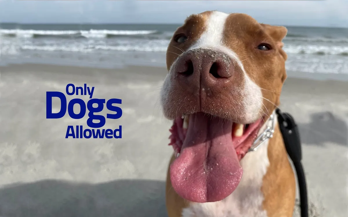 A joyful dog with the ocean in the background and the playful text 'Only Dogs Allowed.' The scene captures a carefree beach moment, emphasizing both pet-friendliness and the proximity to the shore.